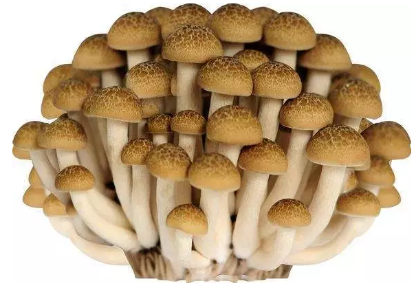 http://www.kswm.cn/ewebeditor/uploadfile/20170914091421667001.png