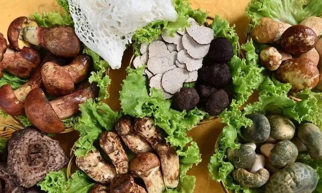 國家蘑菇地理：中國哪里的蘑菇最好吃？