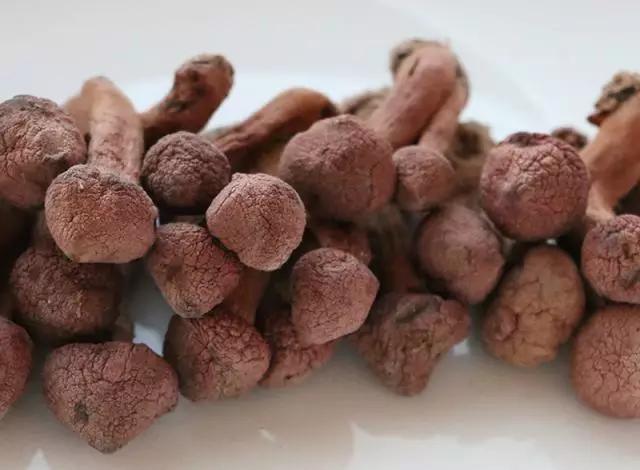 國家蘑菇地理：中國哪里的蘑菇最好吃？