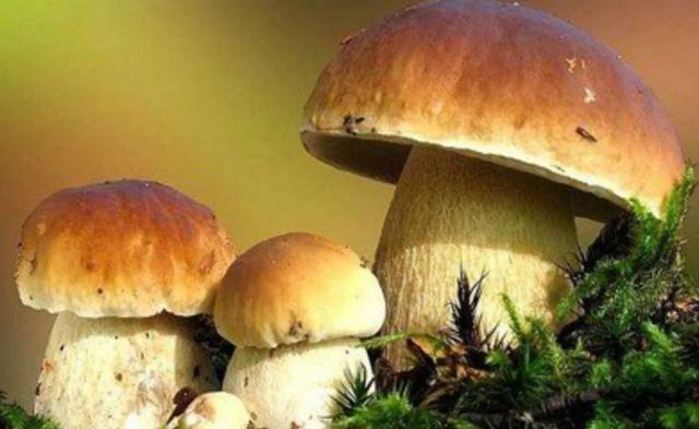 國家蘑菇地理：中國哪里的蘑菇最好吃？