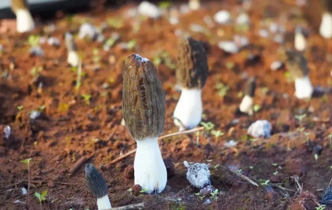 圖片關鍵詞